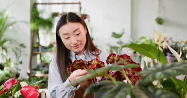 Uma Jovem Jardineira Asiática Tende Vibrar Plantas Interior Uma Estufa — Vídeo de Stock
