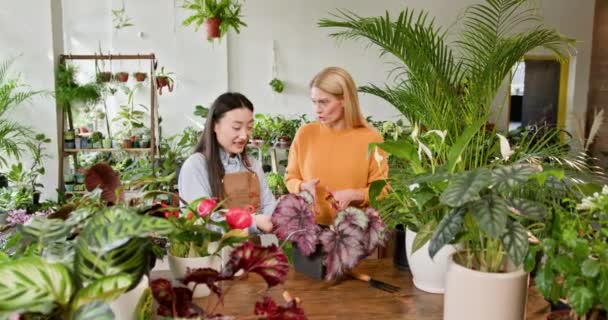 小さなビジネスフローラルショップで屋内植物に会う女性 異なる年齢と国籍の2人の女性が働きながら会話し 明るい色の花を満たした店で植物を世話しています — ストック動画