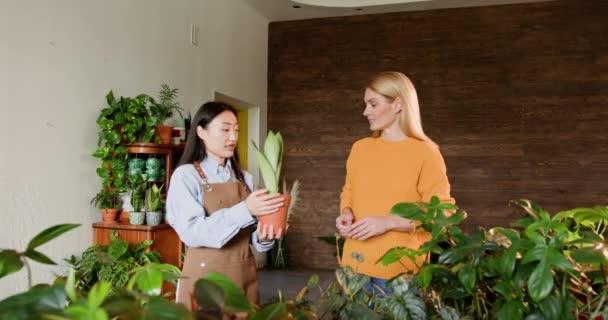 2人の女性小規模ビジネスオーナーが 緑豊かな屋内植物でいっぱいのモダンなフラワーショップでガーデニングについて話しています 小規模ビジネスオーナーがフラワーショップで屋内植物ケアを議論 — ストック動画