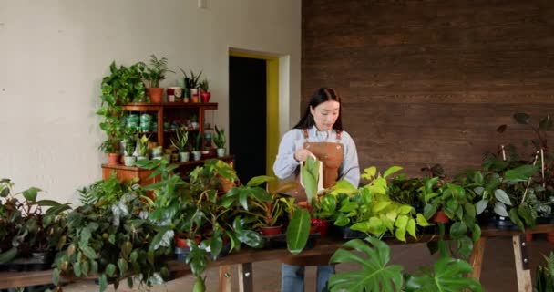 若いアジアの女性は植物の状態をチェックし 彼女の装飾的な植物の店で販売しています 植物店で働いている庭師 ビジネス 家の植物の概念 花屋で働くこと — ストック動画