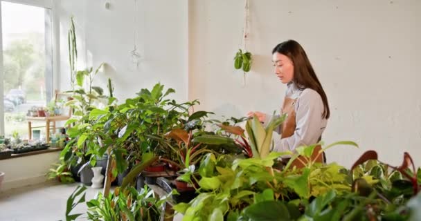 Koreai Fiatal Szelfi Zöld Növényekkel Szorgalmas Egy Virágüzlet Törődik Buja — Stock videók