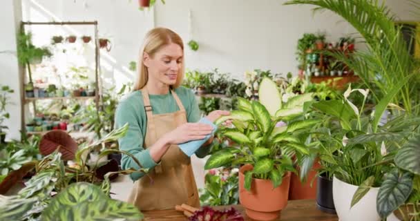 Aydınlatılmış Bir Çiçekçide Çalışan Bir Kadın Bahçıvan Çeşitli Bitkileriyle Ilgileniyor — Stok video
