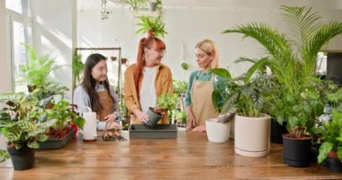Üç kadın, küçük iş çevrelerinde uzmanlık ve neşe karışımı bir şeyler sergileyerek, bitkilerle dolu, parlak bir serada bahçıvanlık faaliyetlerinde bulunuyor..