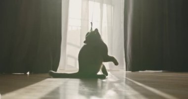 Bir kedi şakacı bir şekilde yukarı, asılı bir nesneye uzanırken, sabah güneşinin yumuşak ışıklarıyla perdelerin arasından süzülürken görülür. Tapılası evcil hayvan konsepti.