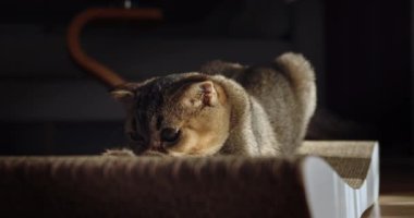 Modern Salon 'da Tırmalama Pad' inde Meraklı Kedi Oynuyor. Güneş ışığıyla dolu bir odada yatağın üzerinde uzanan kedi perdelere yumuşak gölgeler bırakıyor. Tapılası evcil hayvan konsepti.