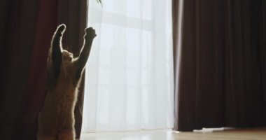 Neşeli bir kedi ilginç bir şekilde perdelerle süslenmiş parlak, güneşli bir odada yüzen renkli bir oyuncağı gözlemler. Çok Meraklı Bir Kedi Parlak Güneş Işığı Odasında Renkli Yüzen Oyuncak İzliyor