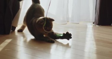Meraklı ve oyuncu kedi, parlak ve güneşli bir odada kedi sevincinin anlarını yakalayan bir oyuncakla mutlu mesut meşgul olur. Neşeli Kedi, eğlenceli kapalı mekan aktivitelerinde renkli bir oyuncakla eğleniyor.