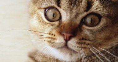 Güzel, anlamlı gözleri olan meraklı bir kedi canlı bir ortamda gür yapraklı bitkilerin arasından dikkatle bakıyor. Yeşillik ve Bitkilerle çevrili Çok Meraklı ve Oyuncu Bir Kedinin Yakın Çekimi