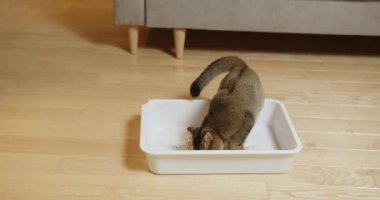 Küçük meraklı kedi kumluğunu inceliyor, sevimli ve eğlenceli davranışlar sergiliyor. Oyuncak bir kedi, Kirli Kutusunu kazarken eğleniyor. Çok güzel bir manzara.