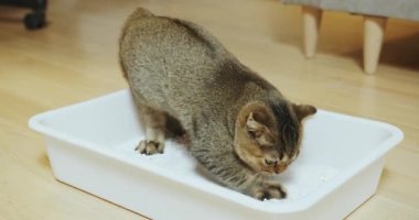 Oyuncu ve sevimli bir kedi, doğal merakını ve davranışlarını sergileyerek kumluğunu zevkle keşfeder. Bir Kum Kutusunun İçinde Büyüleyici ve Sevimli Bir Anı Gözlemlemek
