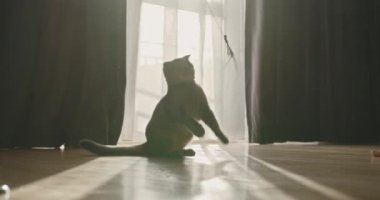 Çekicilikle dolu güneşli bir perdeye uzanmak için uzanan sevimli, küçük bir kedi yavrusu silueti. Öğlenin sıcacık ve parlak günışığında hoplayıp zıplayan bir kedi yavrusu.