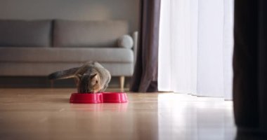 Modern ve rahat bir yaşam alanında, neşeli ve pofuduk bir kedi mutlu bir şekilde yemeğini parlak bir kaseden yiyor. Şirin bir kedi. Sıcak ve hoş bir karşılama ortamında canlı bir kırmızı kaseden yemek yiyor.