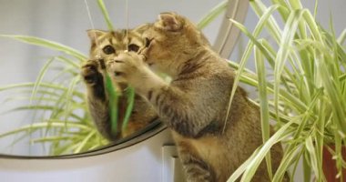 Meraklı küçük bir kedi, canlı ve gür yeşil bitkilerle çevrili bir aynanın önünde neşeyle oynuyor.