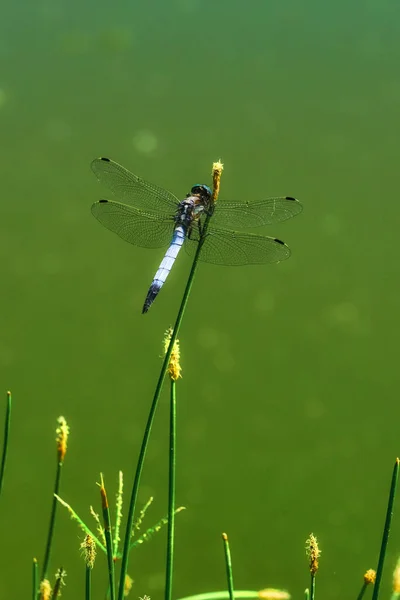 夏天阳光明媚的日子里 蜻蜓在绿草中飞舞 — 图库照片