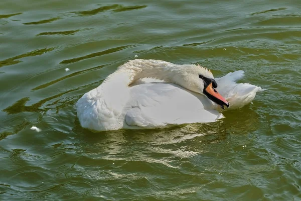 Белые Лебеди Плавают Пруду Летний Солнечный День Крупным Планом — стоковое фото