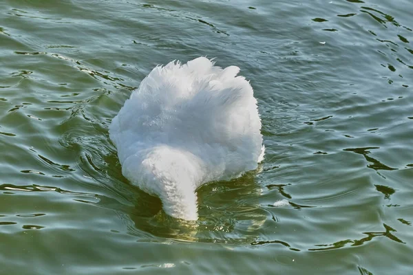 Beyaz Kuğular Yazın Güneşli Bir Günde Gölette Yüzerler — Stok fotoğraf
