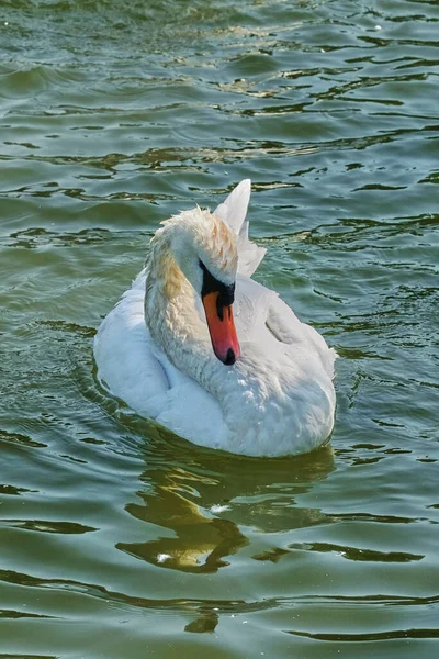 Los Cisnes Blancos Nadan Estanque Día Soleado Verano — Foto de Stock