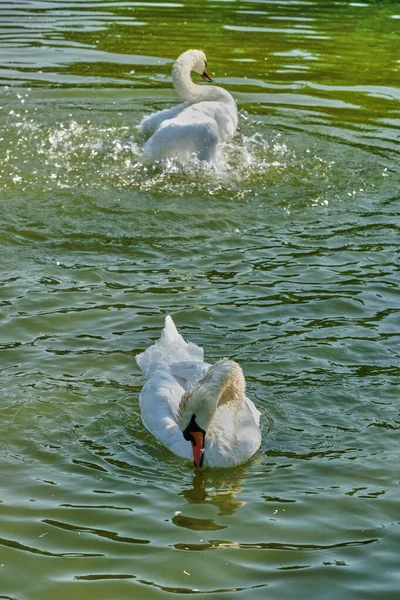 White Swans Swim Pond Summer Sunny Day Close — Stock Photo, Image