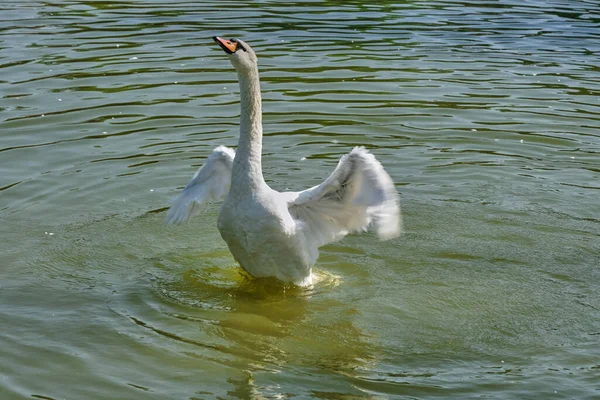 White Swans Swim Pond Summer Sunny Day Close — Stock Photo, Image
