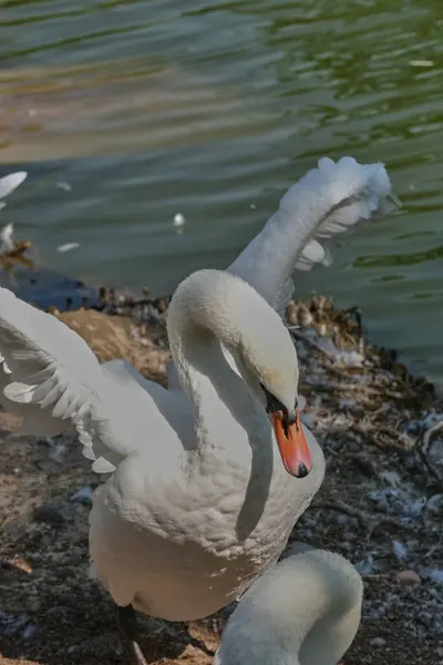 Белые Лебеди Плавают Пруду Летний Солнечный День Крупным Планом — стоковое фото