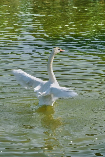 Cisnes Brancos Nadam Uma Lagoa Dia Ensolarado Verão Close — Fotografia de Stock
