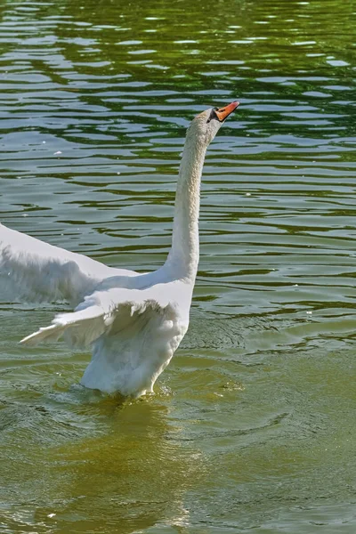 Weiße Schwäne Schwimmen Einem Sonnigen Sommertag Einem Teich Aus Nächster — Stockfoto