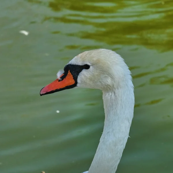 Weiße Schwäne Schwimmen Einem Sonnigen Sommertag Einem Teich Aus Nächster — Stockfoto