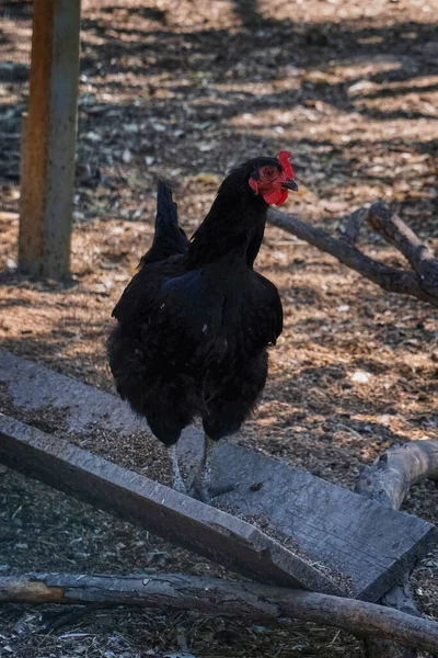 Schwarzer Hahn Hühnerstall Einem Sonnigen Sommertag — Stockfoto