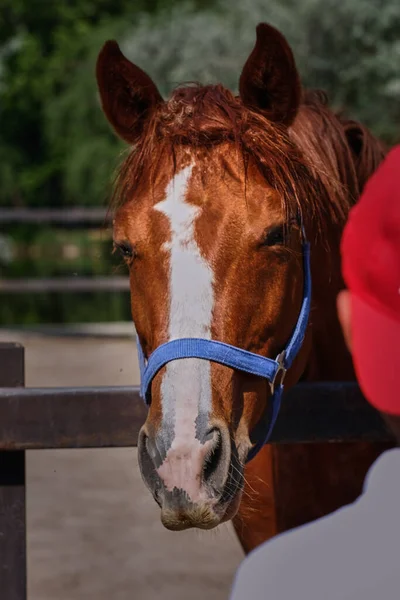 竞技场上一匹红马的头 — 图库照片