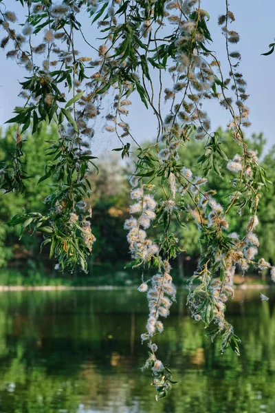 夏の晴れた日に湖の背景に柳を泣いての枝 — ストック写真