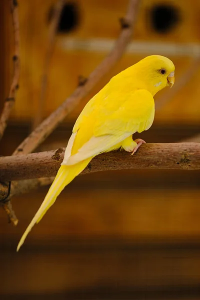 动物园里一根树枝上的黄鹦鹉 — 图库照片