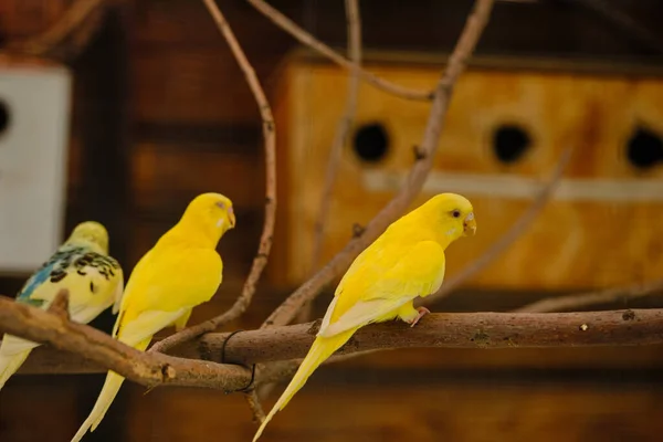 动物园里一根树枝上的黄鹦鹉 — 图库照片