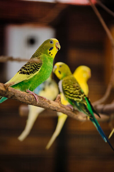 Yellow and green parrots on a branch in a zoo