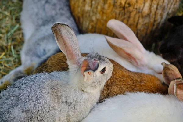 Кролики Зеленой Траве Летний Солнечный День Крупным Планом — стоковое фото