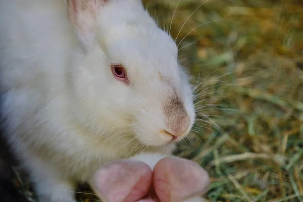 Кролики Зеленой Траве Летний Солнечный День Крупным Планом — стоковое фото