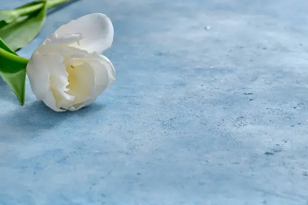 Mavi arkaplanda beyaz laleler. Yakın plan.