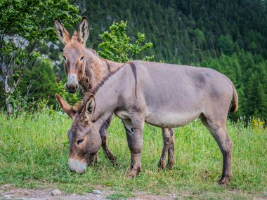 Yemyeşil çayırlarda otlayan ve yemyeşil ağaçlı çayırlarda otlayan Cotentin Eşekleri