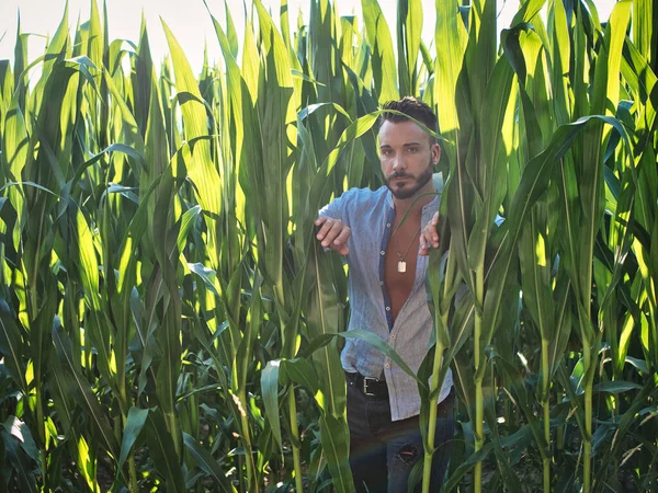 Adult Bearded Man Unbuttoned Shirt Standing Corn Field Tall Green — Stock Photo, Image
