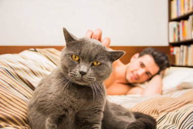 sarılma ve cuddling onun gri yerli kedi evde beslenen hayvan hayvan-sevgilisi yakışıklı genç bir yatakta.