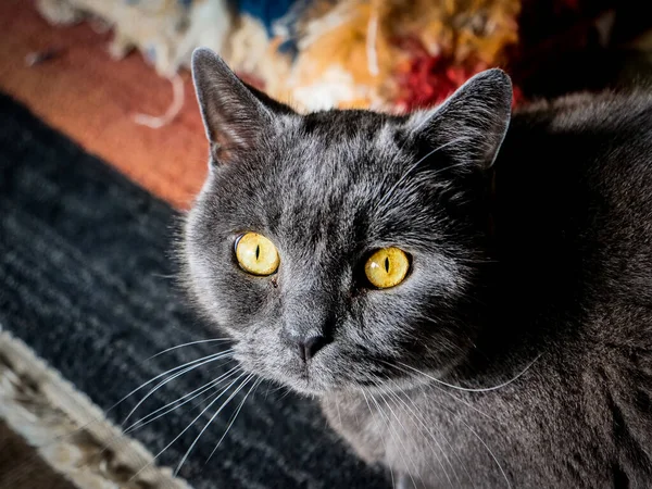 Een Grijze Kat Met Gele Ogen Zittend Een Tapijt — Stockfoto