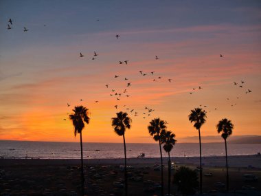 Gün batımında kumsalda uçan bir kuş sürüsü. Güzel bir plajın üzerinde büyüleyici bir günbatımı fotoğrafı. Bir kuş sürüsü zarif bir şekilde gökyüzünde süzülüyor.