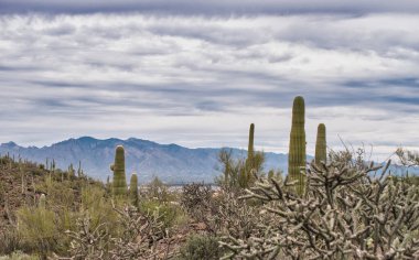 Çölün ortasında büyük bir kaktüs. Arizona, ABD 'deki Saguaro Ulusal Parkı' nda çöl manzarasında dimdik duran görkemli bir saguaro kaktüsünün fotoğrafı.