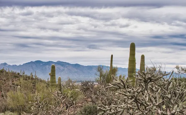 A large cactus in the middle of a desert. Photo of a majestic saguaro cactus standing tall in the desert landscape in Saguaro National Park in Arizona, USA