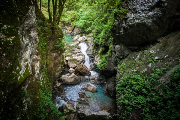 Bir nehir yemyeşil bir ormanın içinden akıyor.