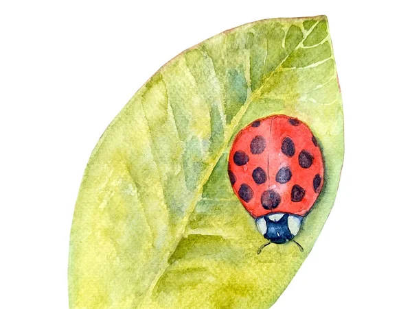 Akwarela Botaniczna Letnia Ilustracja Barwną Biedronką Zielonym Liściem Akwarela Ręcznie — Zdjęcie stockowe