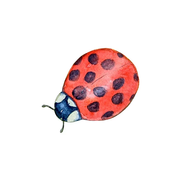 Akvarell Botanisk Sommar Illustration Med Röd Och Svart Färgglada Nyckelpiga — Stockfoto