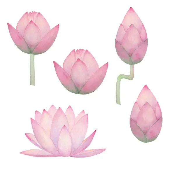 Watercolor pink water lily flowers, buds set isolated on white background. Watercolour hand drawn floral spring botanical illustration. Print for textile, fabric, wallpaper, wrapping paper design