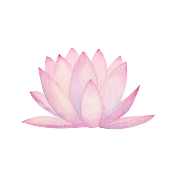 Watercolor pink water lily flower isolated on white background. Watercolour hand drawn floral spring botanical illustration. Print for textile, fabric, wallpaper, wrapping paper design
