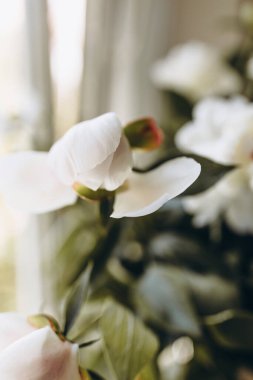 Beyaz arkaplanda beyaz çiçek