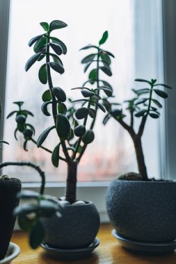 Gri vazolarda, pencere eşiğinde yeşil yapraklı çiçekler. Evdeki rahatlık.